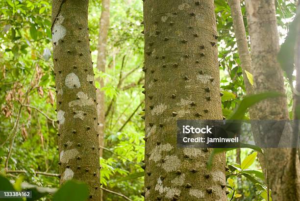 Lomas Bosque Con El Espinoso Seda Árbol Vástagos De Algodón Foto de stock y más banco de imágenes de Aire libre