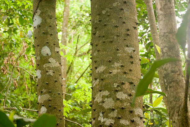 istock wooded forest with thorny silk cotton tree stems 133384162