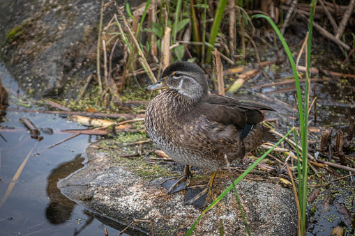 A juvenile Wood duck on the edge of a pond in the boreal forest.
