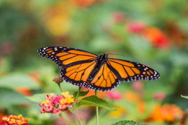 istock Butterfly landing on bright flowers 1333844368