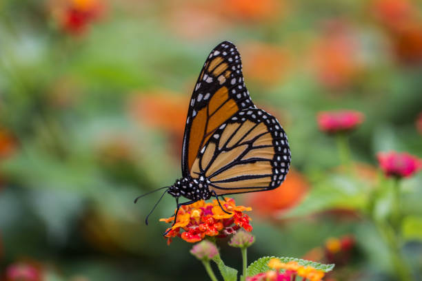 istock Butterfly landing on bright flowers 1333844369