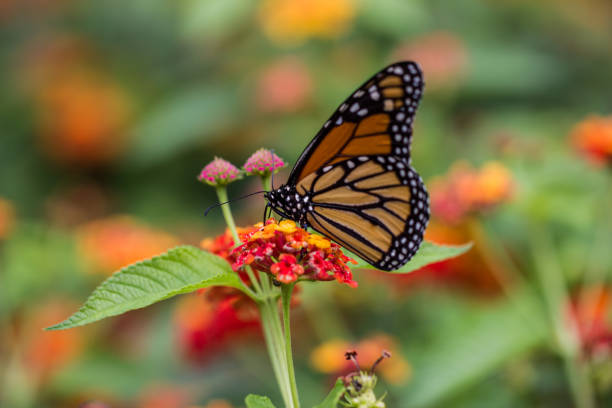 istock Butterfly landing on bright flowers 1333844373