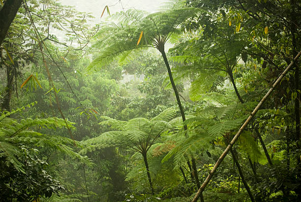 istock thick dense tropical forest jungle cover with ferns 133384467