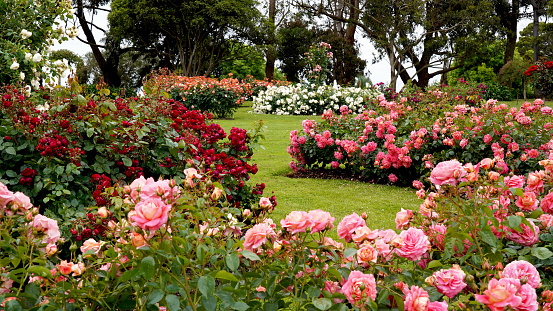 A beautiful display of roses in a large garden setting.