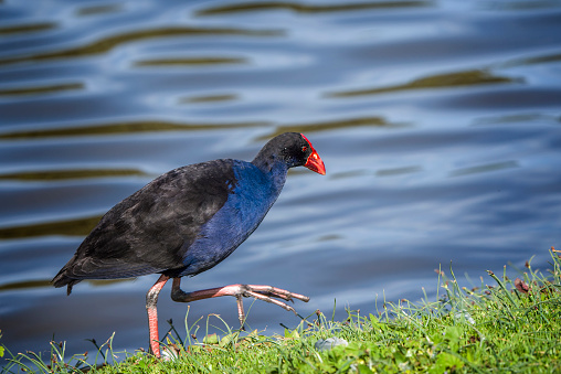 Deep blue Swamphen foraging on the ground