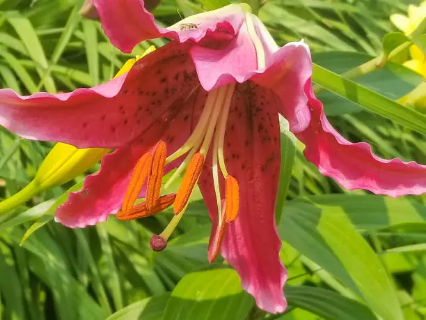 Stunning  and Fragrant Mid-Summer Blooming Flower