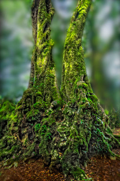 istock Antarctic beech trees in Springbrook National Park Queensland 1333848299