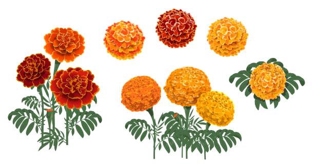 Marigold or tagetes blooming red and orange flower Marigold flowers blossoms, leaves and buds. Red and orange tagetes or cempasuchil blooming flowers, Mexican Dia de los Muertos, Day of Dead holiday and Indian Diwali festival vector floral decorations yellow marigold stock illustrations
