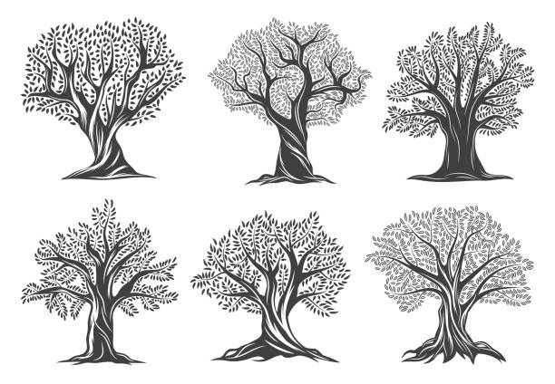 오래된 올리브 나무 농장, 엑스트라 버진 올리브 오일 아이콘 - 나무줄기 stock illustrations
