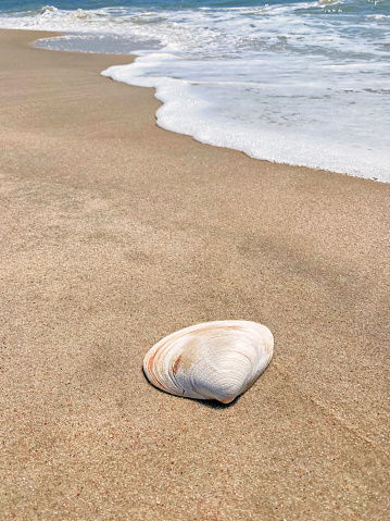 shell with pearl on the beach