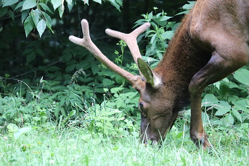 Elk in the Great Smoky Mountains National Park, Balsam Mountain Area.