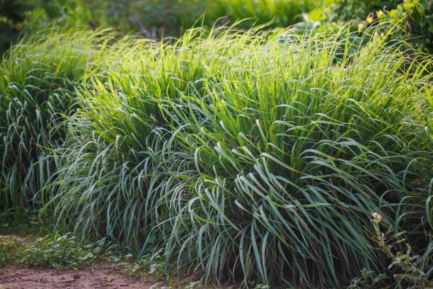 lemongrass plant herbal vegetable - lemon grass imagens e fotografias de stock