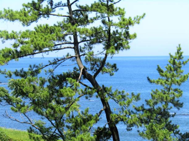 istock Japan. Sunny summer day. Pine trees at the seacoast. 1333857035