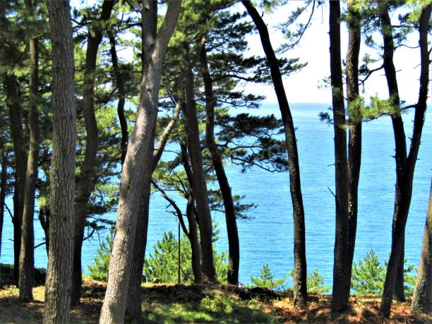 istock Japan. Sunny summer day. Pine trees at the seacoast. 1333857054