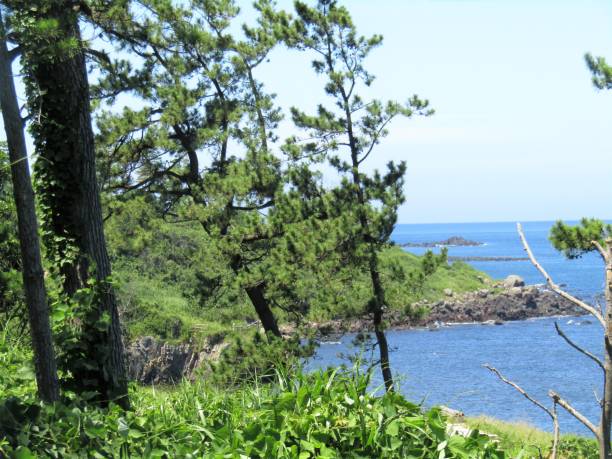istock Japan. Sunny summer day. Pine trees at the seacoast. 1333857055