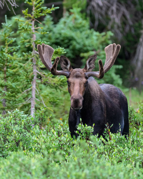 Moose (Alces alces) A bull moose stands his ground in Wyoming's backcountry. bull pine stock pictures, royalty-free photos & images