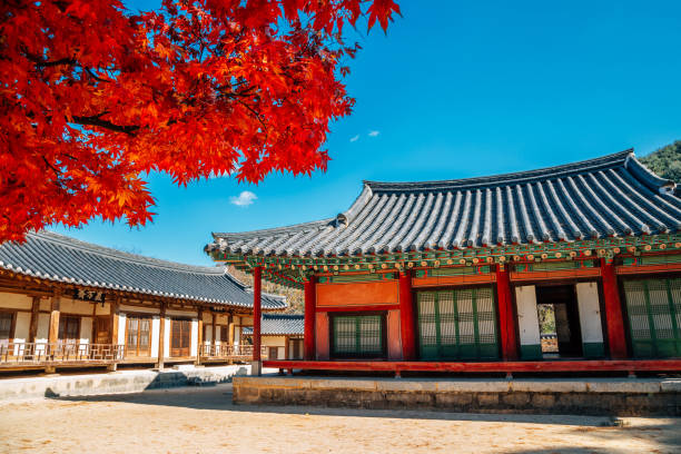 осень конфуцианской академии сосусеовон в йонджу, корея - confucian стоковые фото и изображения