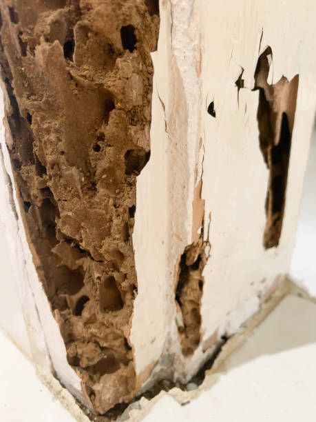 istock White painted wooden doorstop gnawed by termites 1333862286