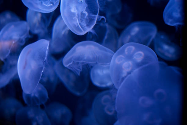 istock Floating of the jellyfish 1333863023