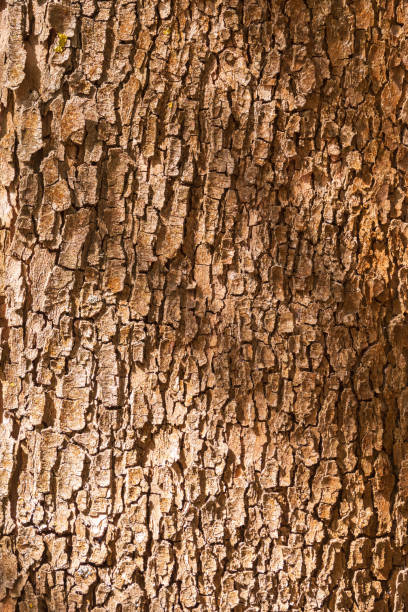 Photo of Bark texture and background of a old fir tree trunk. Detailed bark texture.