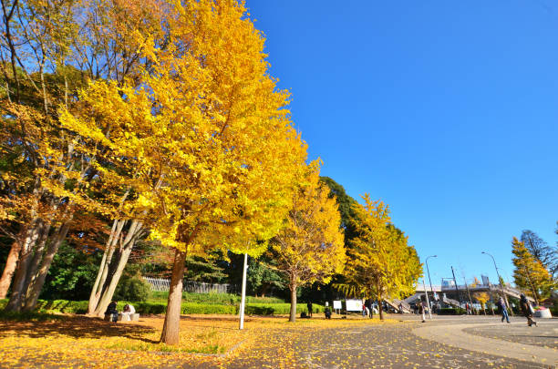 도쿄 시부야구 요요기공원 입구의 은행나무와 가을에는 푸른 하늘 - ginkgo tree ginkgo tree japan 뉴스 사진 이미지