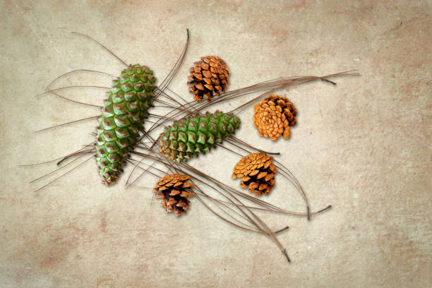 istock Brown and green fir pine cones and pine needles on a dtextured background. 1333866032
