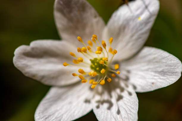 istock Anemonoides nemorosa flower growing in forest, macro 1333866112
