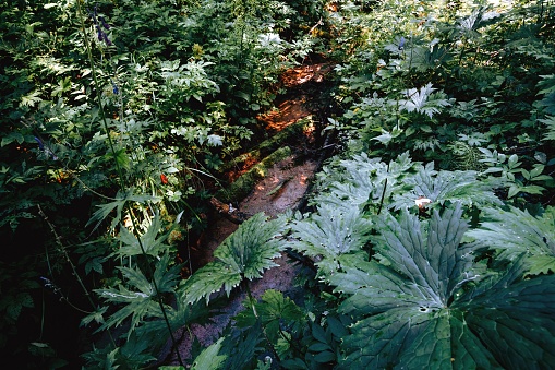Dense green thickets of plants in the bed of a forest stream.