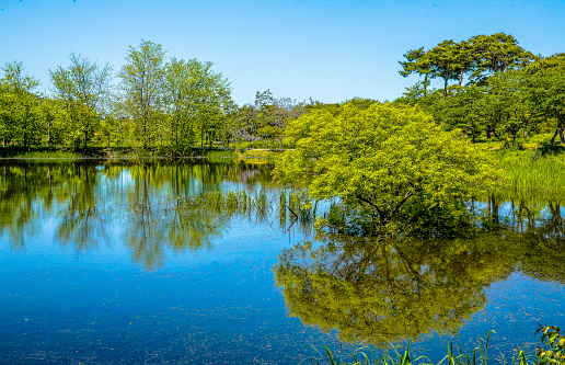 Beautiful calm lake landscape with green trees