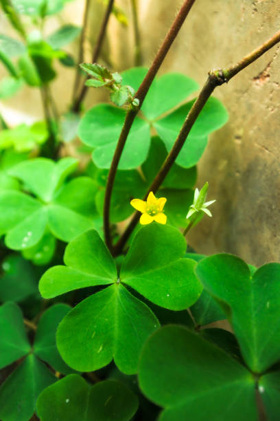 istock tiny little yellow flower in the garden 1333867952