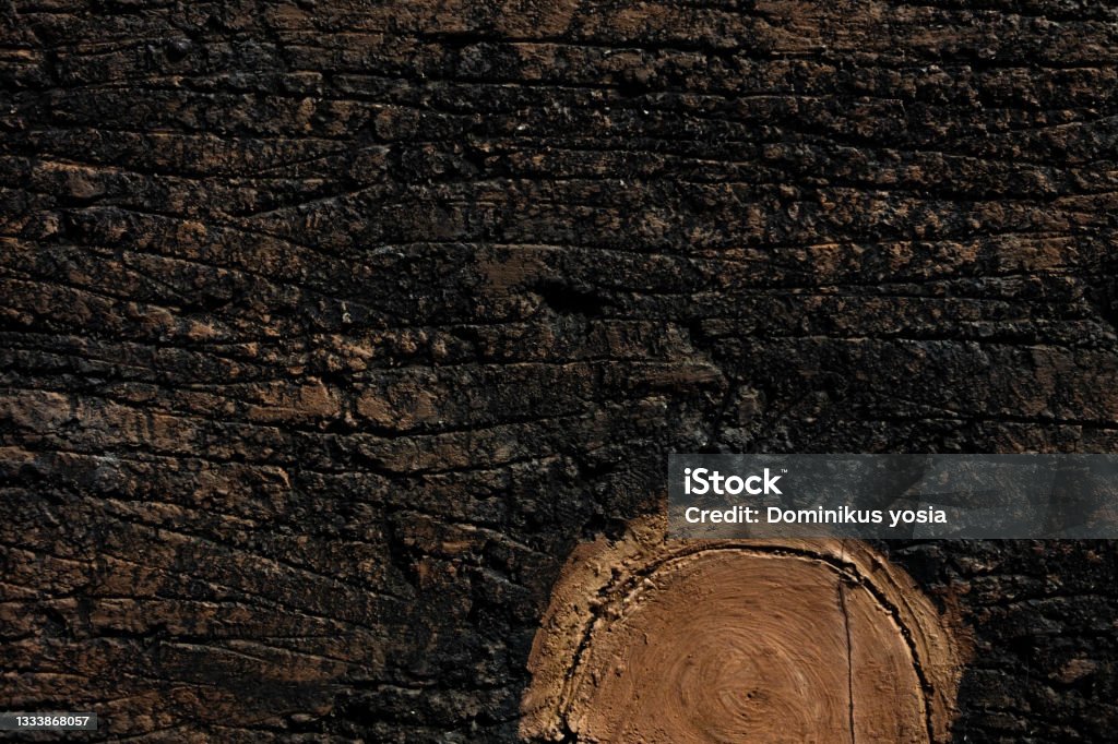 Log Surface Log Surface Texture Stock Photo - Download Image Now - Abstract ...