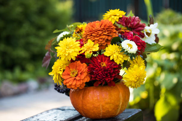 ein schöner herbststrauß in einem kürbis auf einer holzbank im garten. gartenblumen. thanksgiving-tag. - bouquet flower autumn vase stock-fotos und bilder