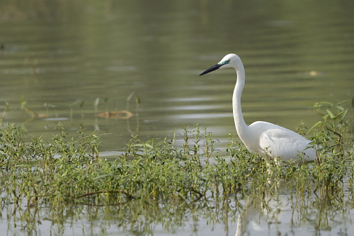 Am eastern egret in a field