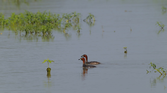Little grebe in a pond in india