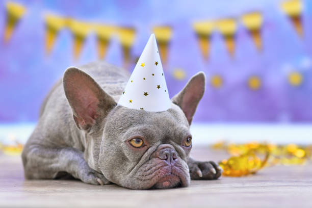 istock French Bulldog dog with party hat 1333868889