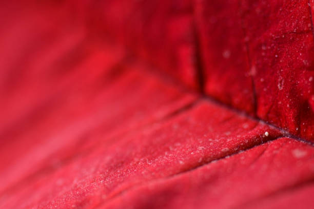 A close up of a red poinsettia in front of a blue background of blurred lights and falling snow.