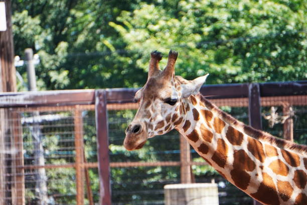 istock Adorable giraffe with a long neck 1333871439