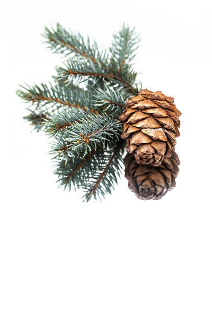 conos de pino y ramas de abeto azul con reflejo sobre el fondo blanco. - pine nut tree pine tree pine cone fotografías e imágenes de stock