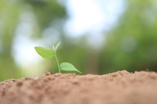 istock Concept of business growth, tree growth in nature. 1333873521