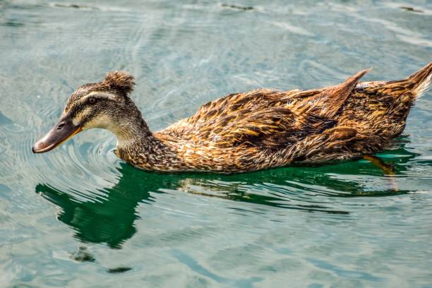 istock Tufted Duck Swimming Across a Lake 1333874415