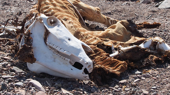 Remains of a dead giraffe. The skin is still surpising intact although only the white skull remained of the head.  The animal was killed in it's natural habitat.