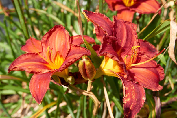 istock beautiful red yellow lilies Lilium bulbiferum 1333877400