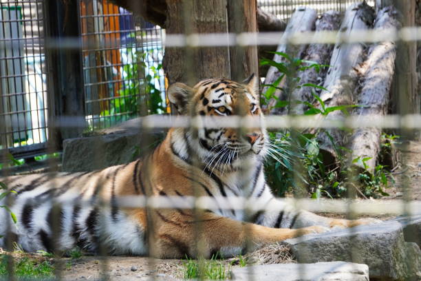 istock The appearance of a cute tiger 1333878411