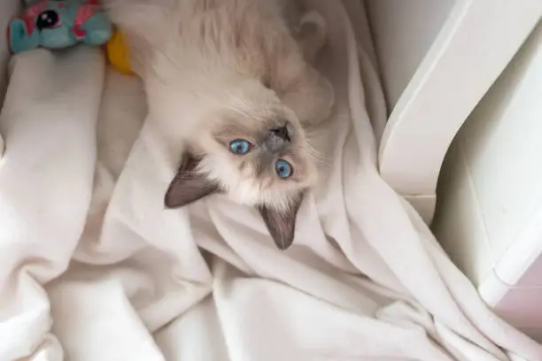 Pretty 4-month-old kitten playing in his blanket