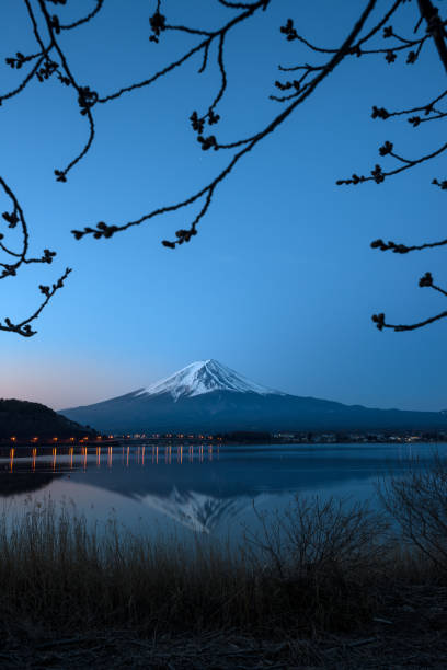 The beautiful scenery of Mount Fuji with the reflection at dawn with the Sakura branches before blooming. stock photo