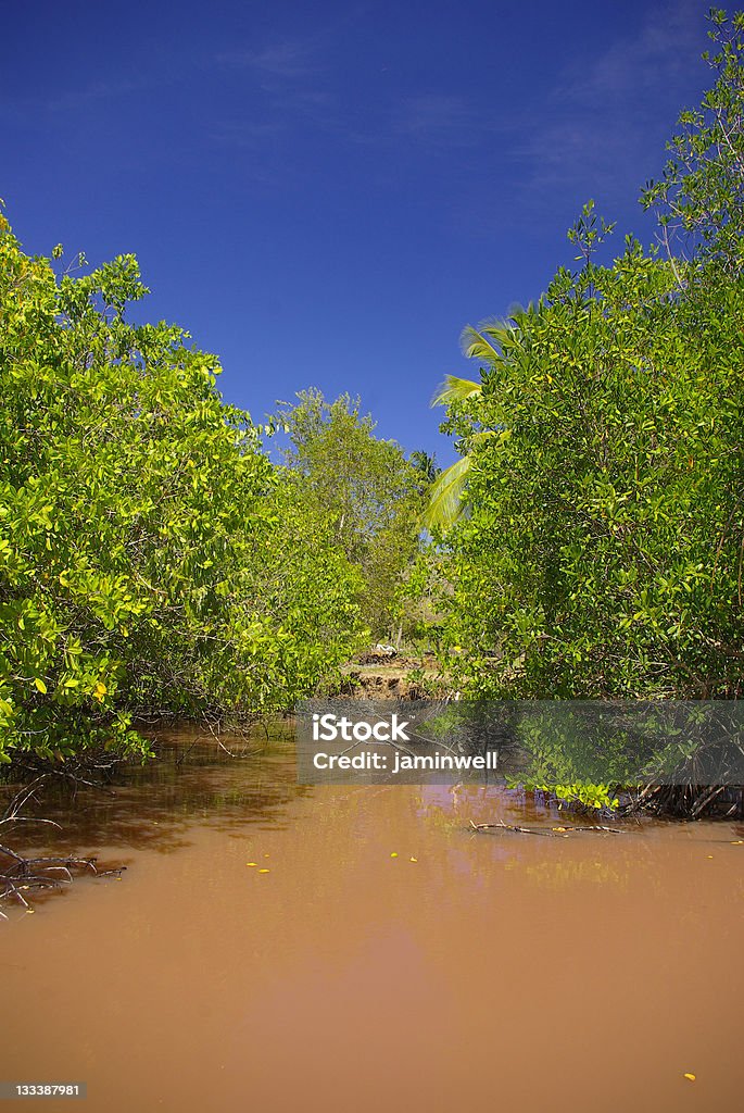 Ricco di mangrovie; fangosi reddish lagoon water - Foto stock royalty-free di Acqua