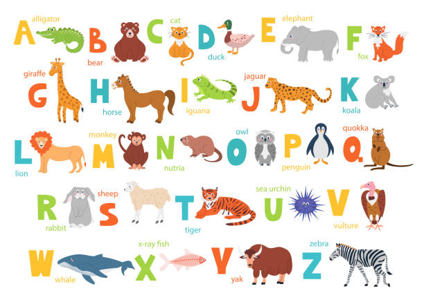 illustrations, cliparts, dessins animés et icônes de alphabet pour enfants brillant avec des animaux mignons pour l’éducation et une police manuelle. affiche vectorielle avec des lettres anglaises de l’alphabet sur fond blanc dans un style plat - chevreau