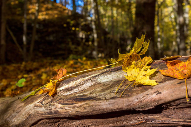 A woodland setting in a Danish forest during autumn, showcasing colorful fallen leaves, vibrant tree bark, and soft natural light. The image highlights tranquility, detailed textures, and the beauty of nature.