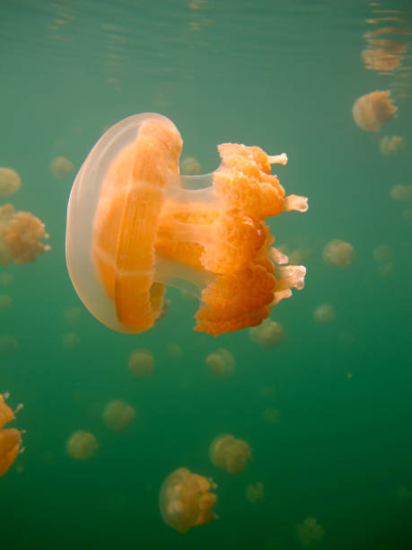 istock Jellyfish in the lake. 1333881326
