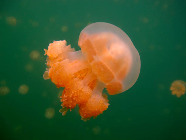 istock Jellyfish in the lake. 1333881349